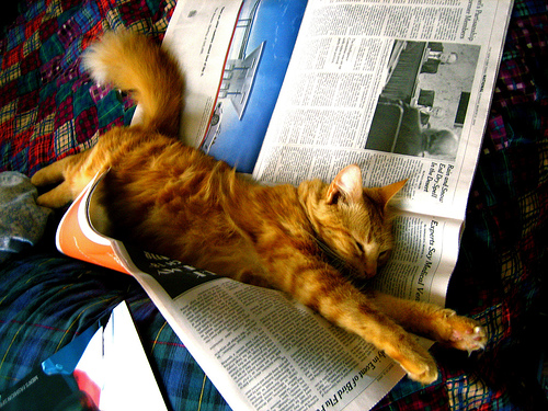 orange garfield cat stretching out on a newspaper